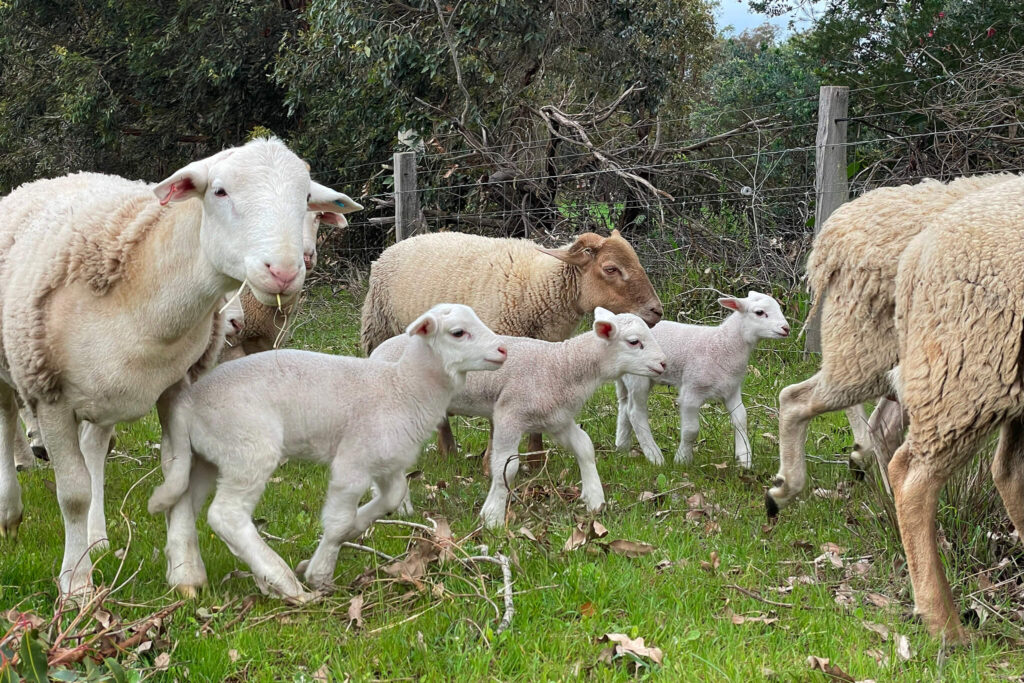 white dorper lambs