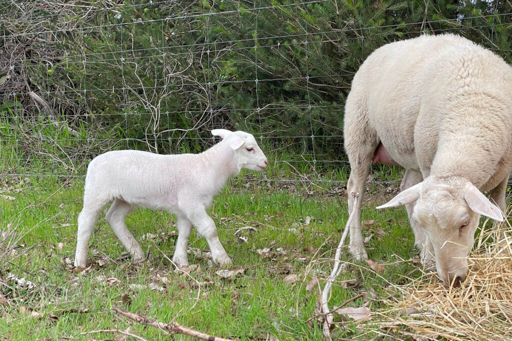 white dorper lambs