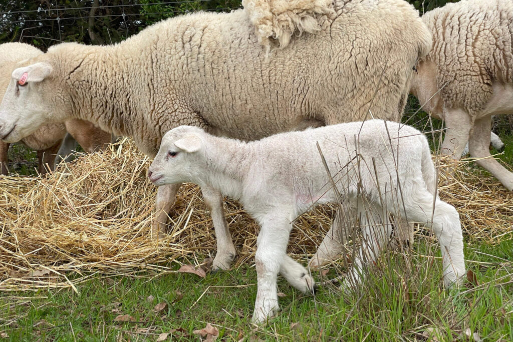 white dorper lambs