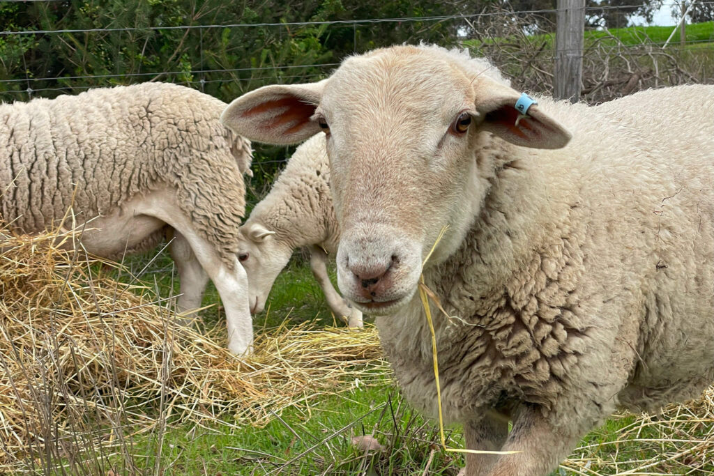 white dorper lambs