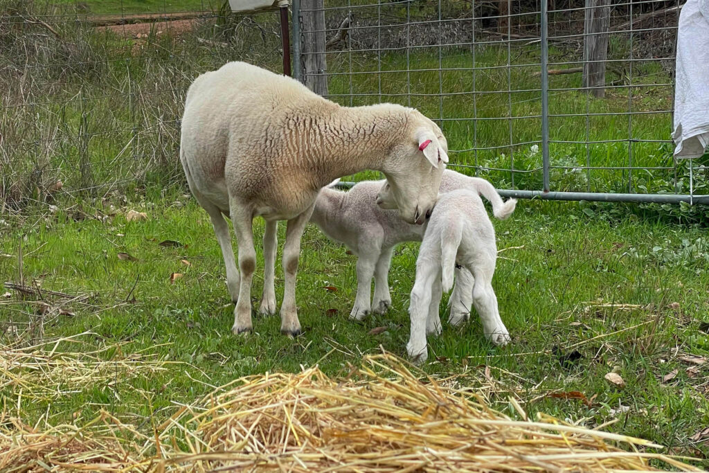 white dorper lambs