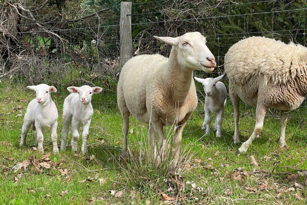 white dorper lambs