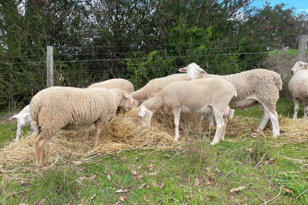 white dorper lambs