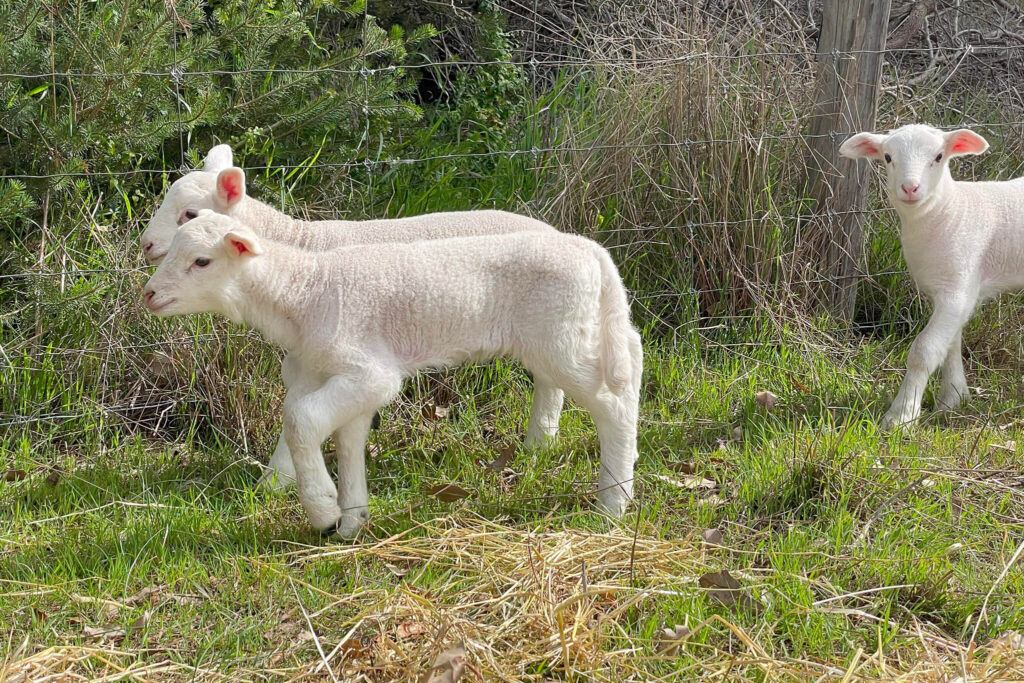 white dorper lambs