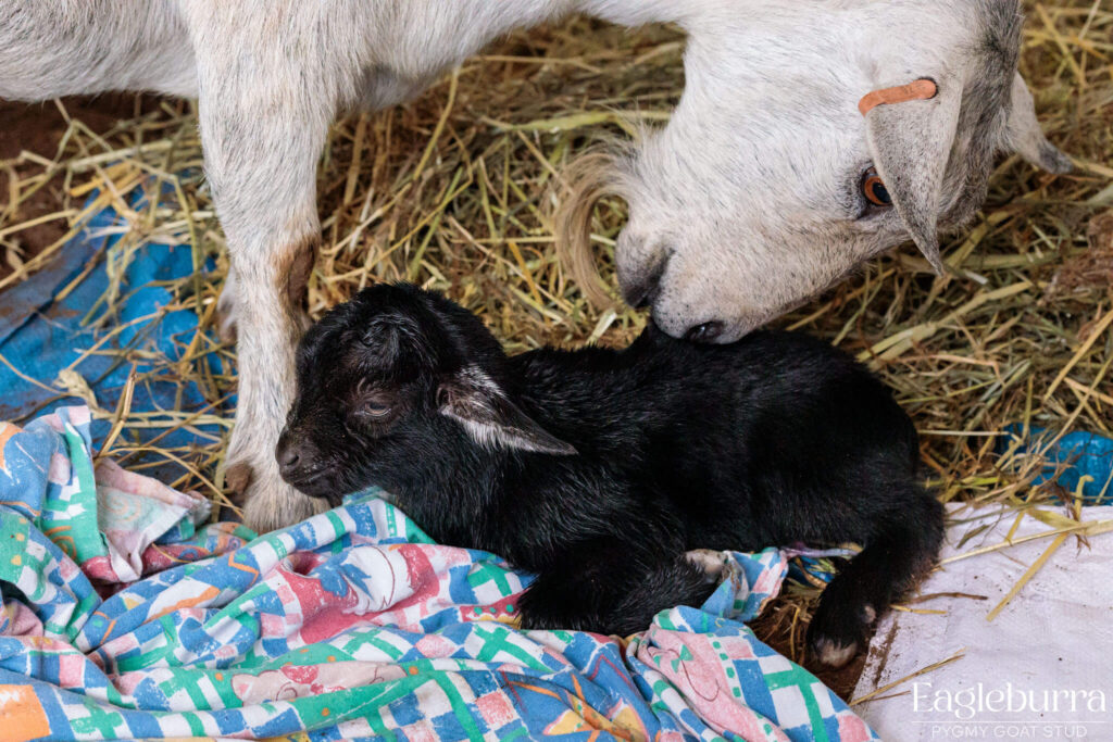 71.8% Australian Pygmy Goat black agouti newborn kid