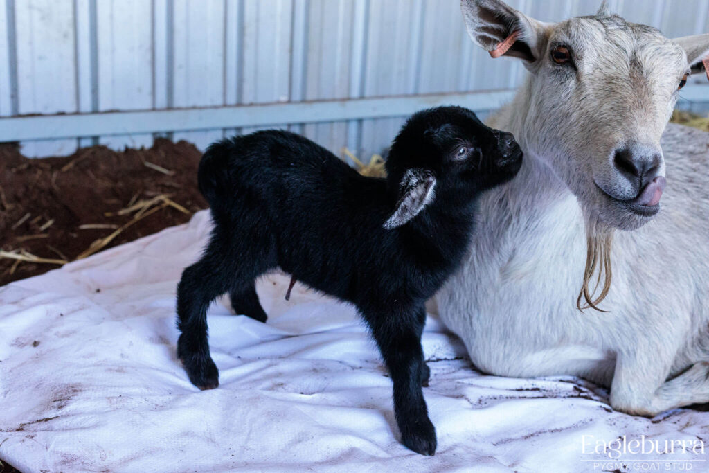 71.8% Australian Pygmy Goat black agouti newborn kid