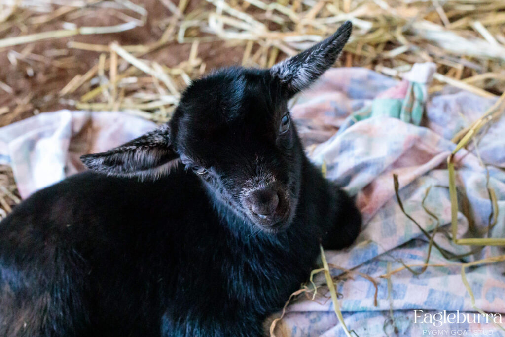 71.8% Australian Pygmy Goat black agouti newborn kid