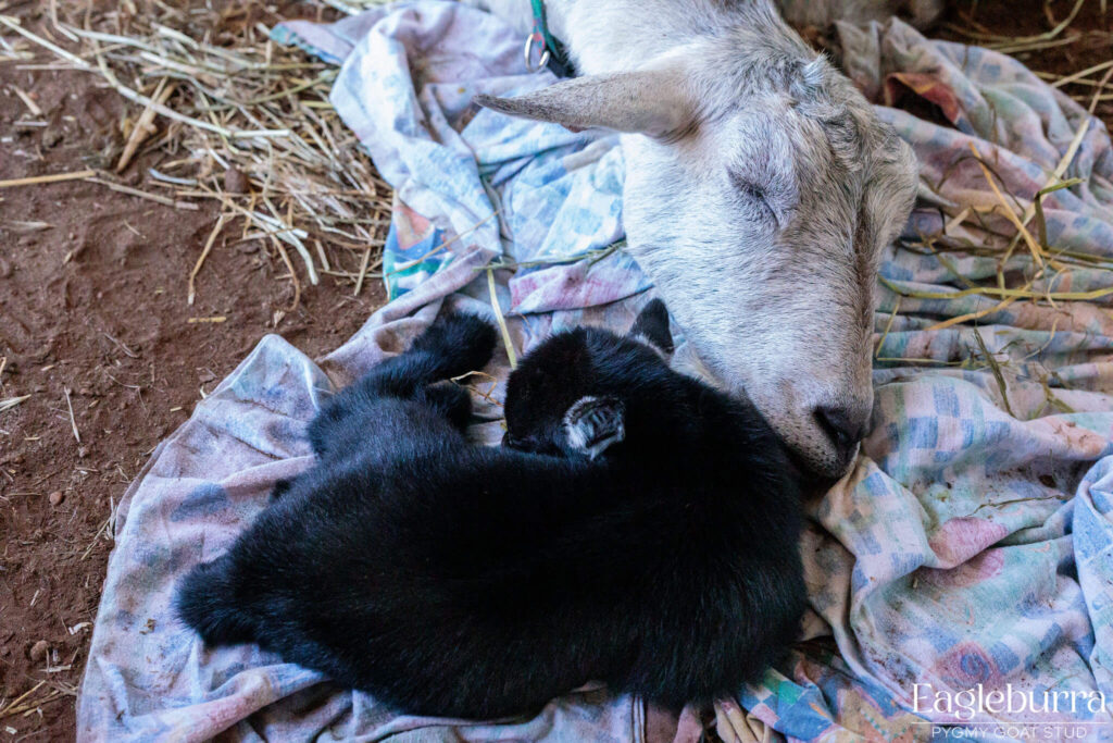 71.8% Australian Pygmy Goat black agouti newborn kid