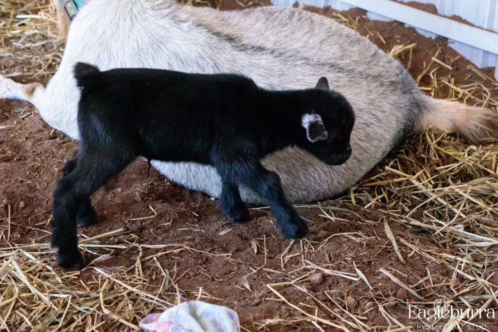 71.8% Australian Pygmy Goat black agouti newborn kid