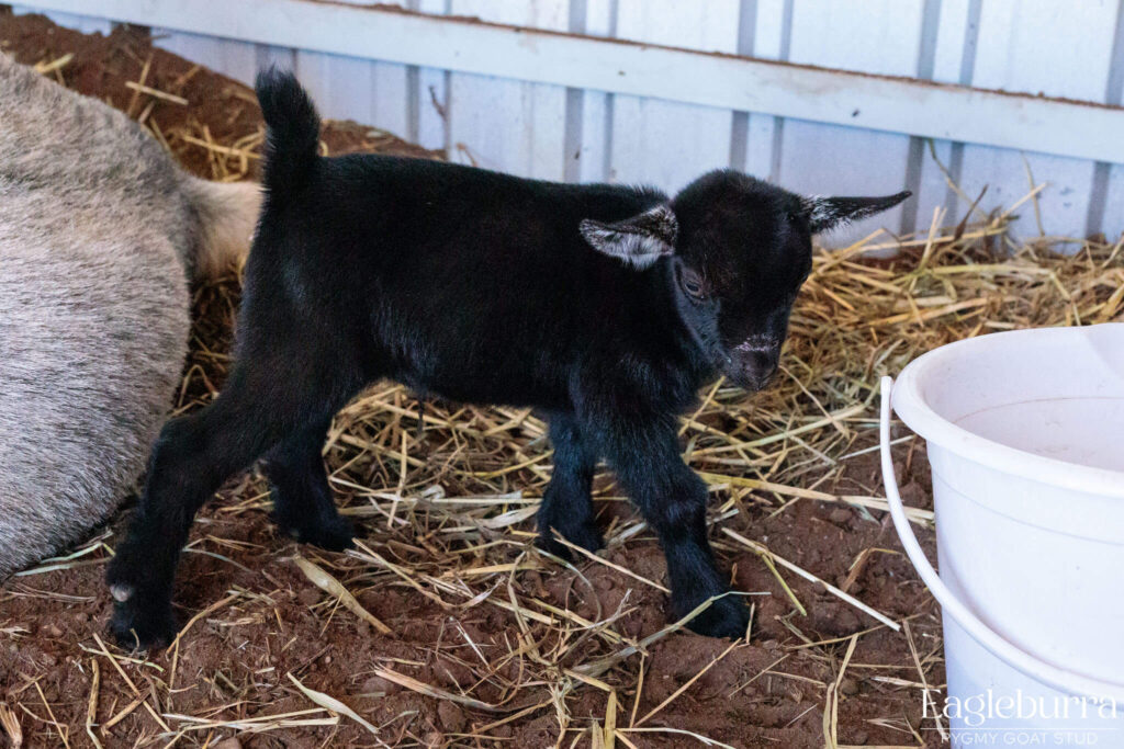 71.8% Australian Pygmy Goat black agouti newborn kid