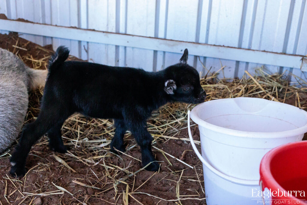 71.8% Australian Pygmy Goat black agouti newborn kid