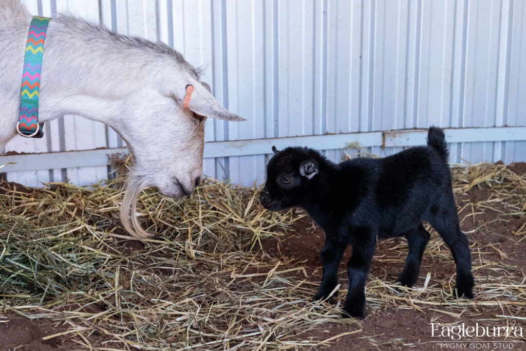 71.8% Australian Pygmy Goat black agouti newborn kid