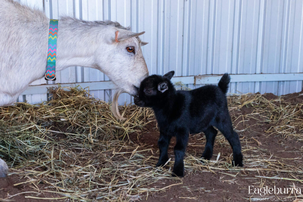 71.8% Australian Pygmy Goat black agouti newborn kid