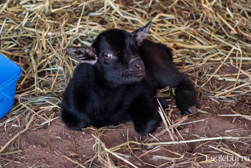 71.8% Australian Pygmy Goat black agouti newborn kid