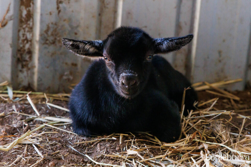 71.8% Australian Pygmy Goat black agouti newborn kid