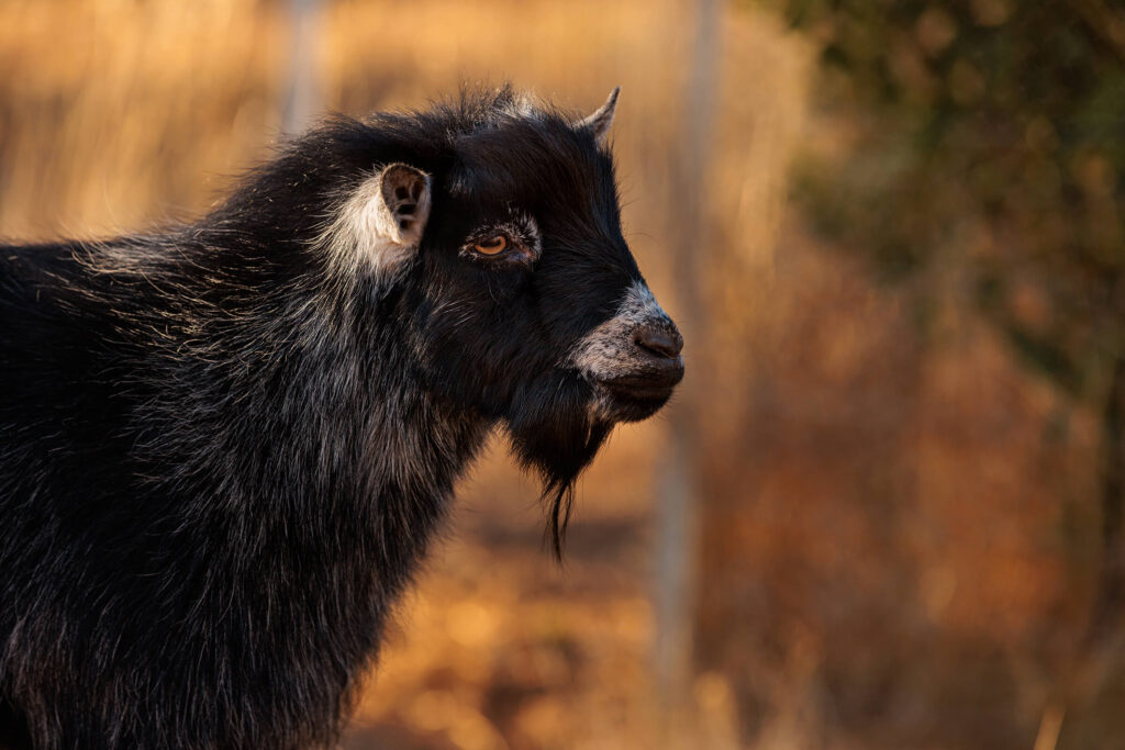 Eagleburra Plumbago Presley