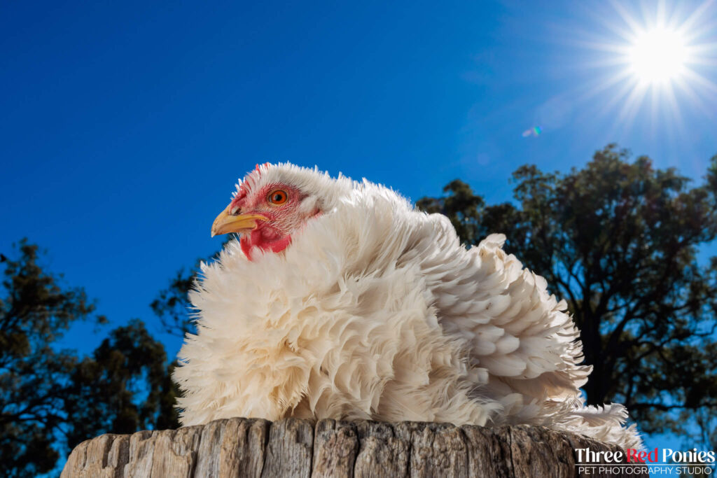 Frizzle Chicken Studio Photography