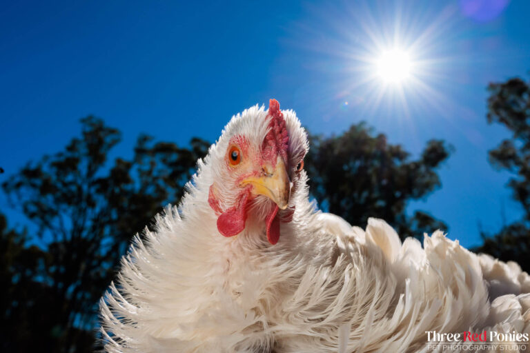 Frizzle Chicken Studio Photography