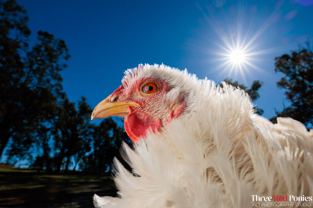 Frizzle Chicken Studio Photography