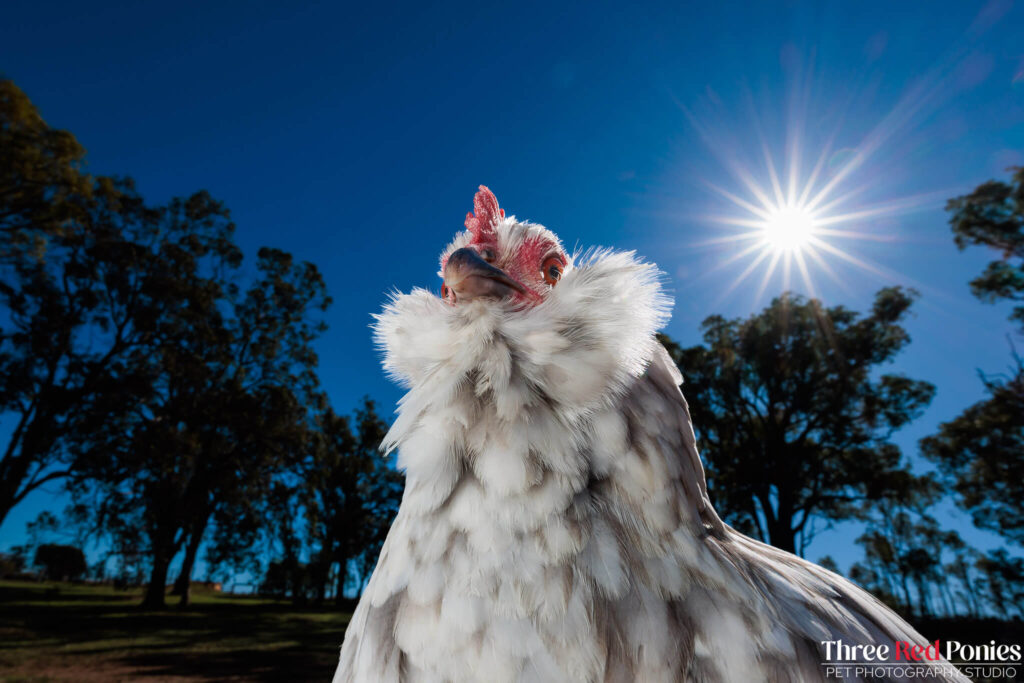 Belgian D'uccle Chicken Studio Photography