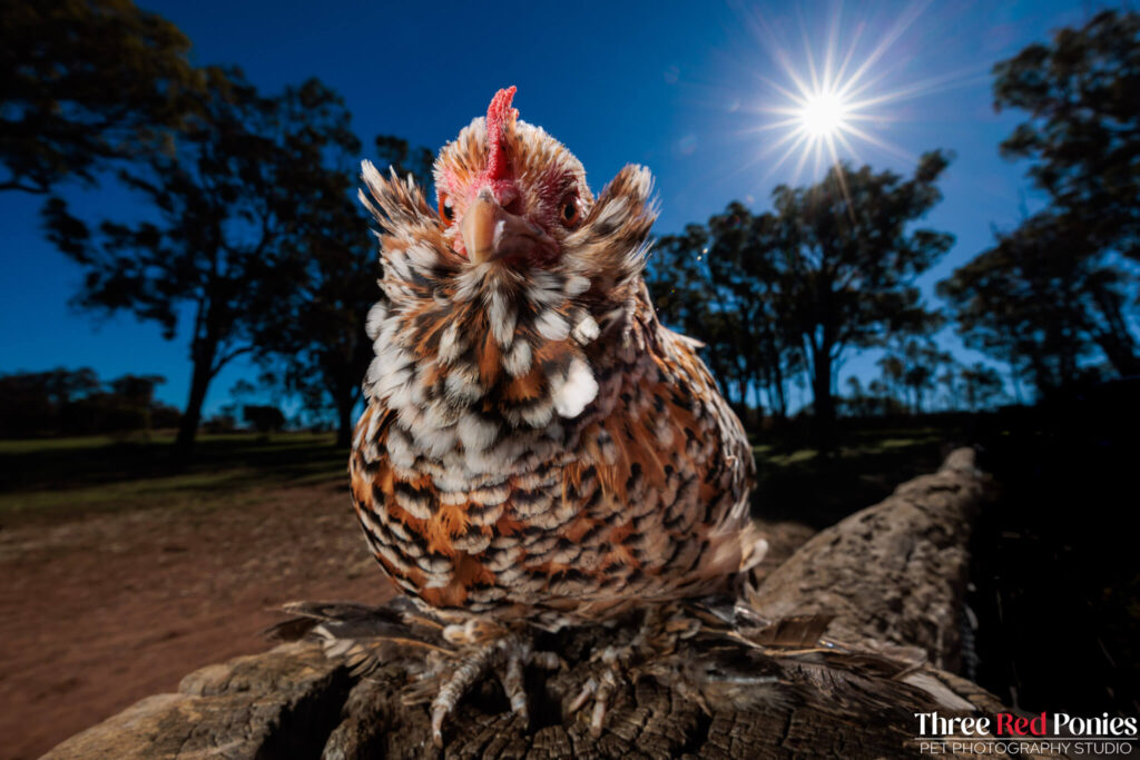 Belgian D'uccle Chicken Studio Photography