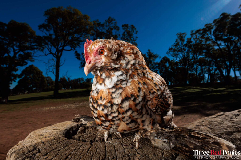 Belgian D'uccle Chicken Studio Photography