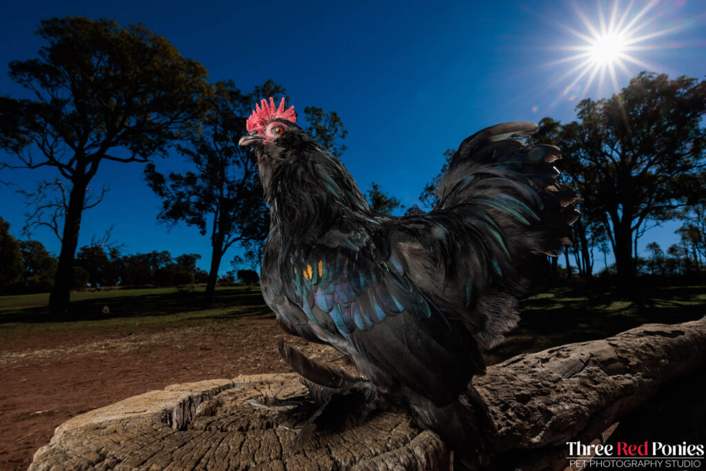 Belgian D'uccle Chicken Studio Photography