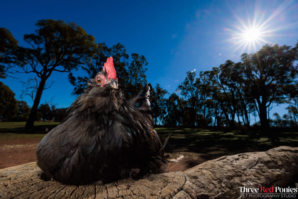 Belgian D'uccle Chicken Studio Photography