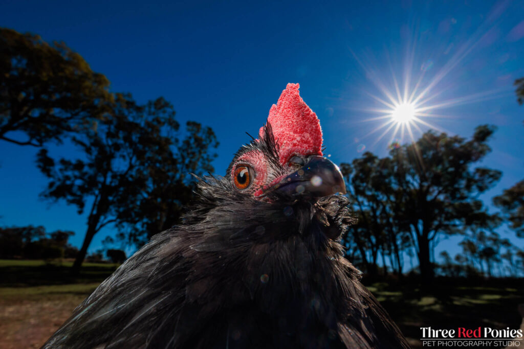 Belgian D'uccle Chicken Studio Photography