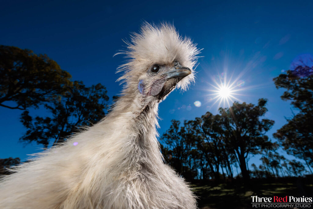 Silkie Chicken Studio Photography