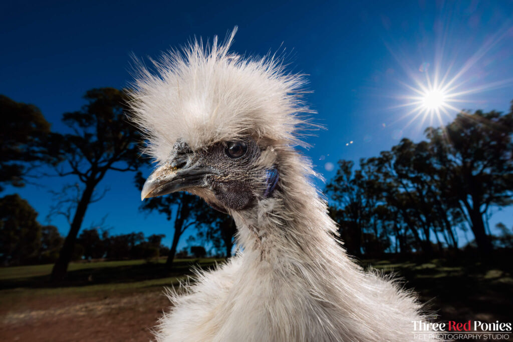 Silkie Chicken Studio Photography