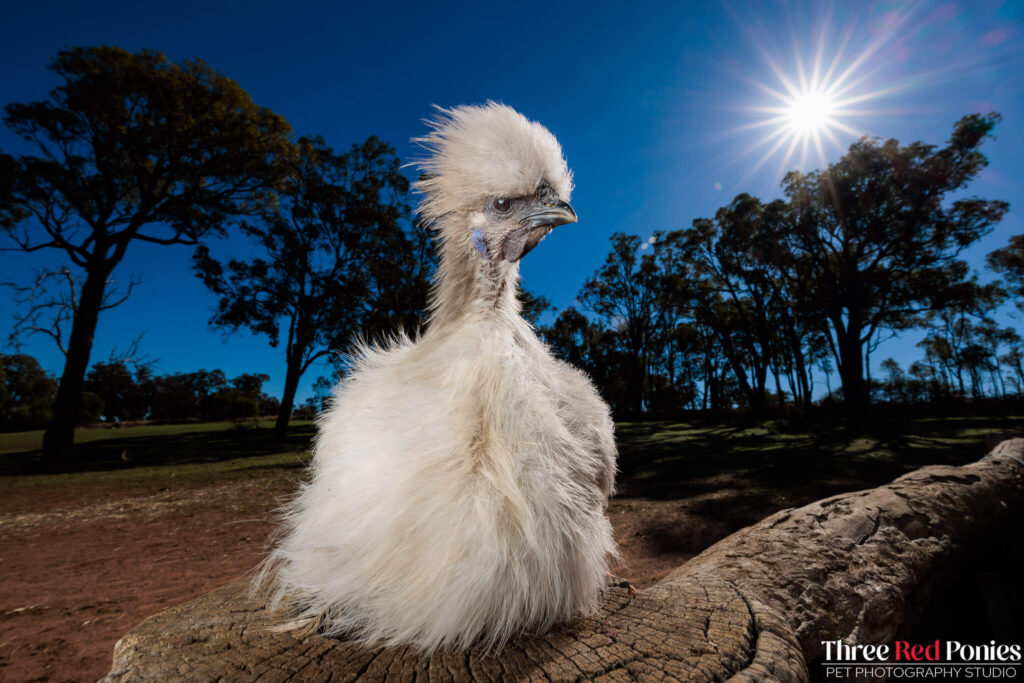 Silkie Chicken Studio Photography