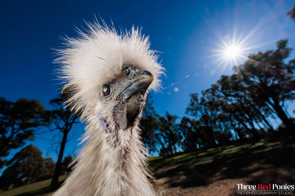 Silkie Chicken Studio Photography