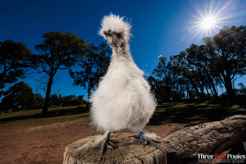 Silkie Chicken Studio Photography