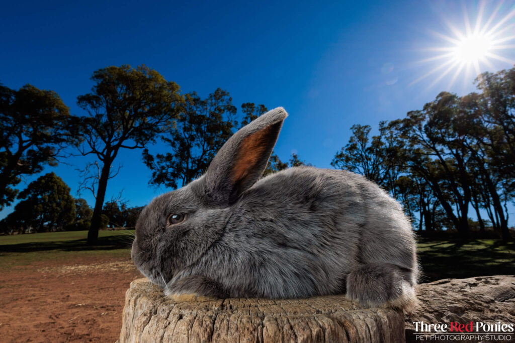 Mini Lop Rabbit Studio Photography