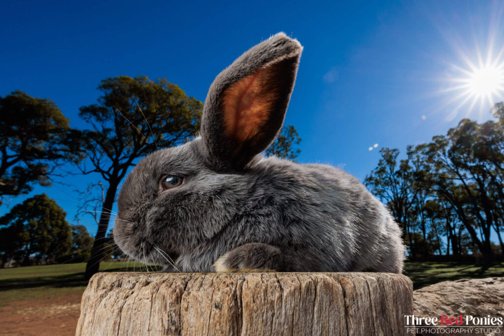 Mini Lop Rabbit Studio Photography