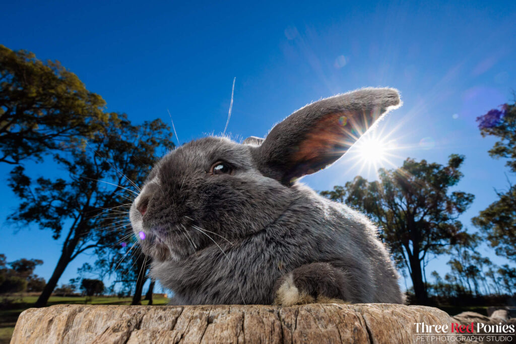 Mini Lop Rabbit Studio Photography