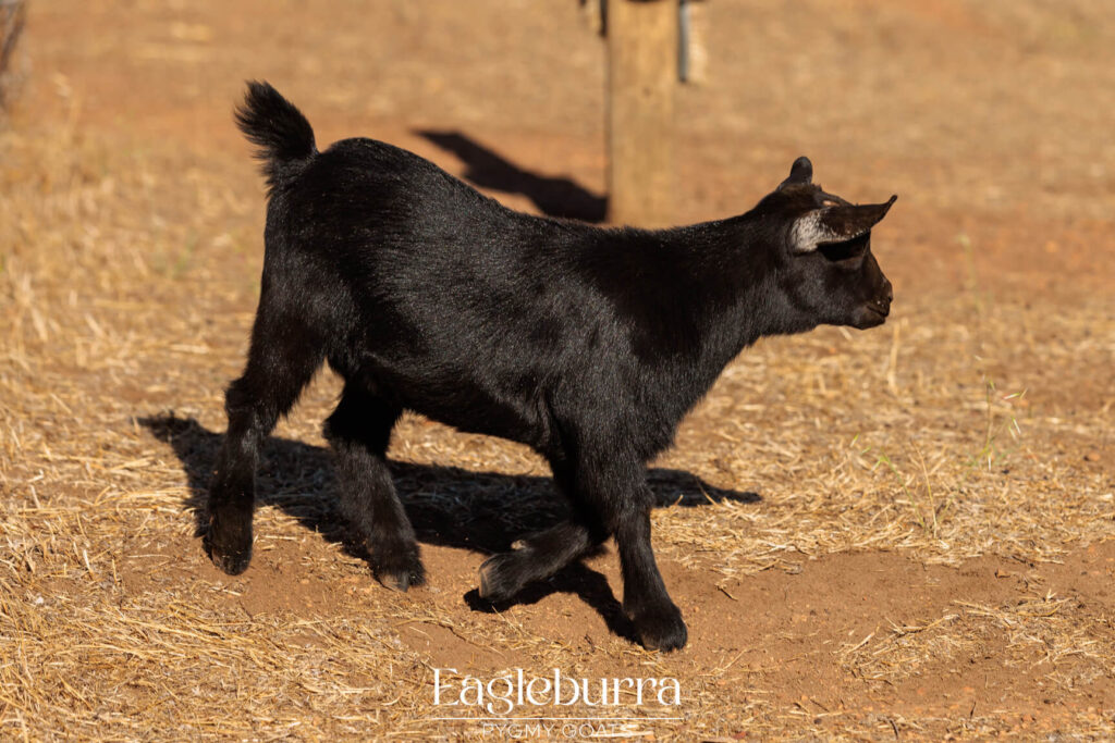 Pygmy Goat breeders in Western Australia