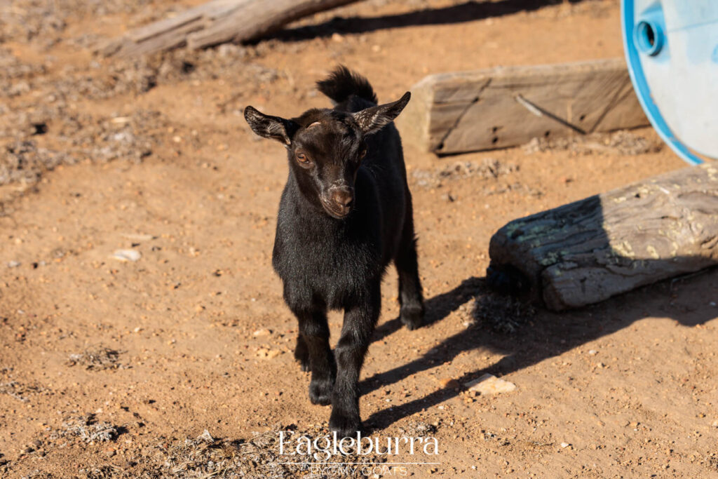 Pygmy Goat breeders in Western Australia