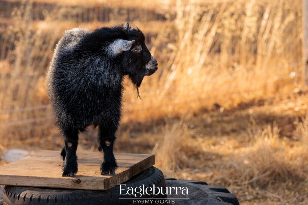 Pygmy Goat breeders in Western Australia