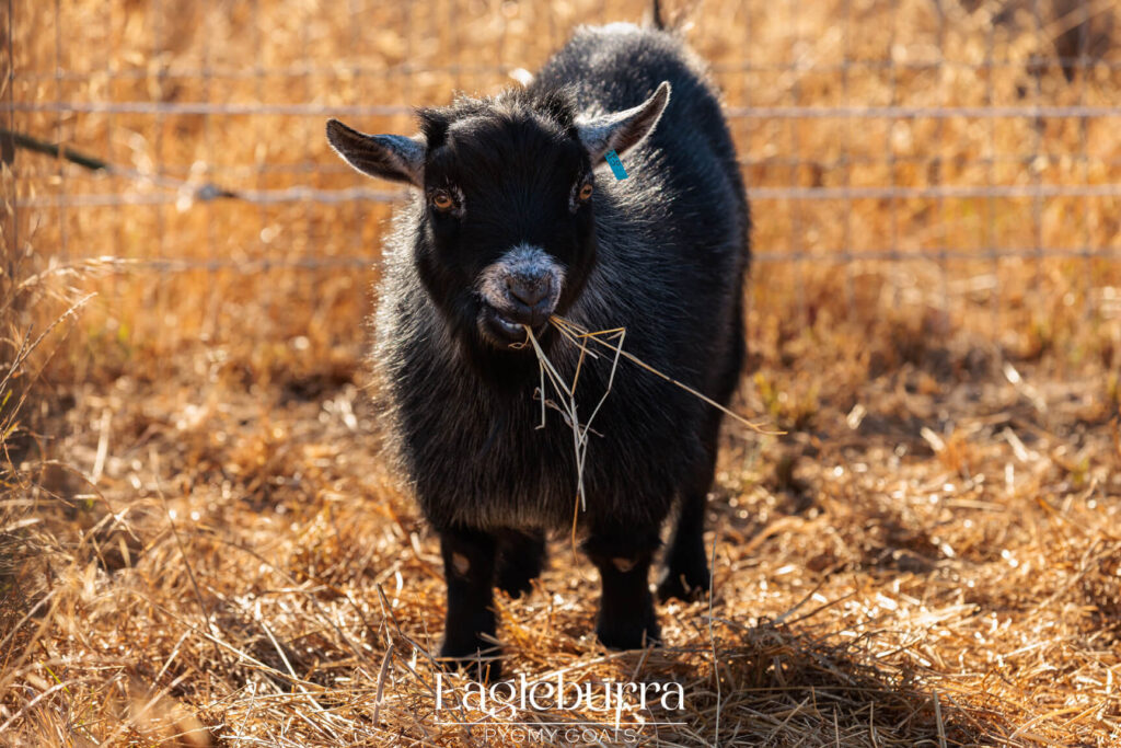 Pygmy Goat breeders in Western Australia