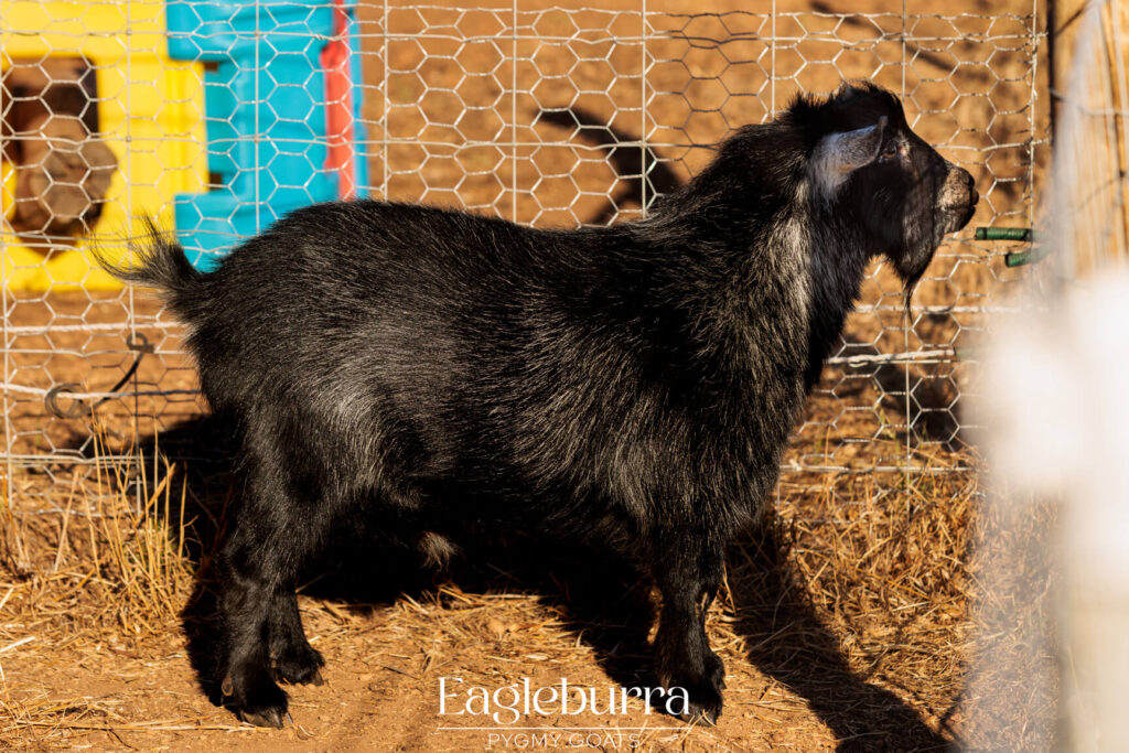 Pygmy Goat breeders in Western Australia