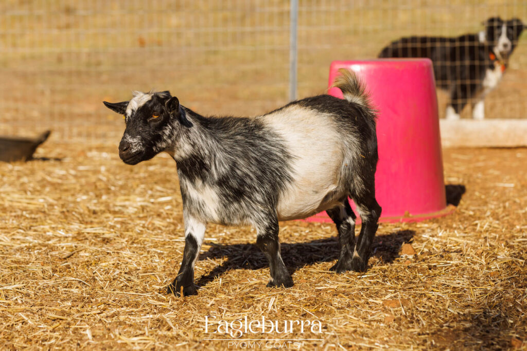 Pygmy Goat breeders in Western Australia