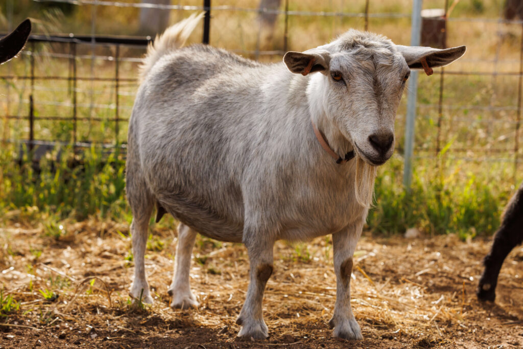 43.75% Pygmy Goat doe