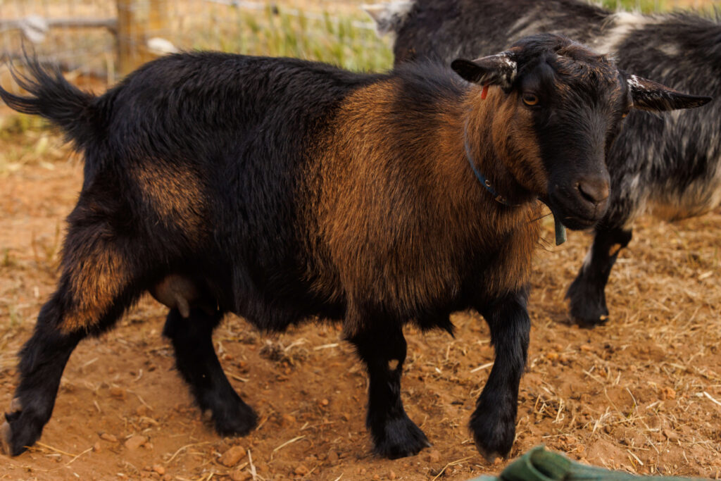 79.69% Pygmy Goat doe