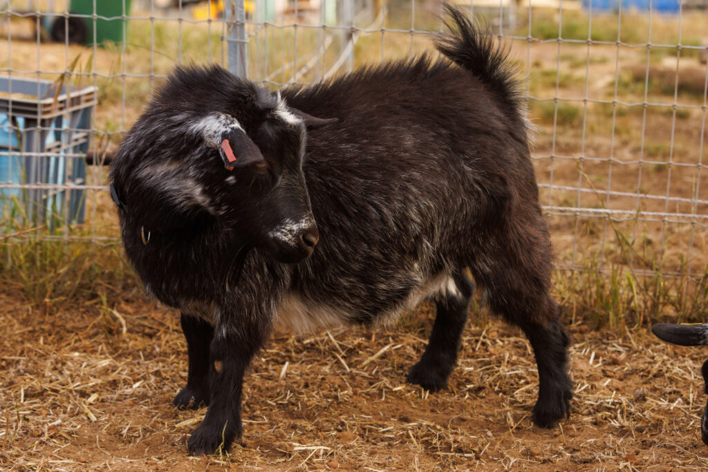 83.6% Pygmy Goat doe