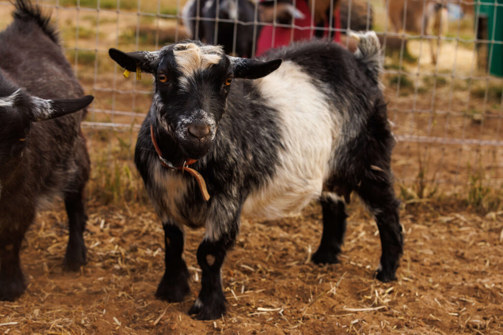 75% Pygmy Goat doe