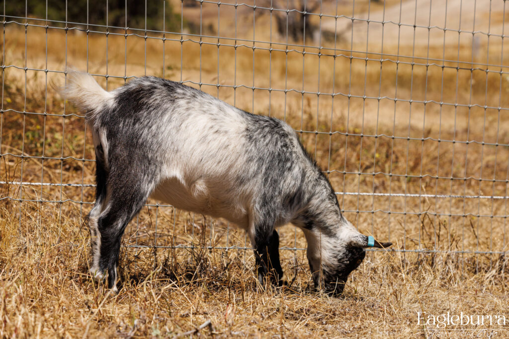 Pygmy Goat breeders in Western Australia