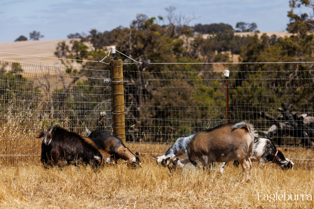 Pygmy Goat breeders in Western Australia