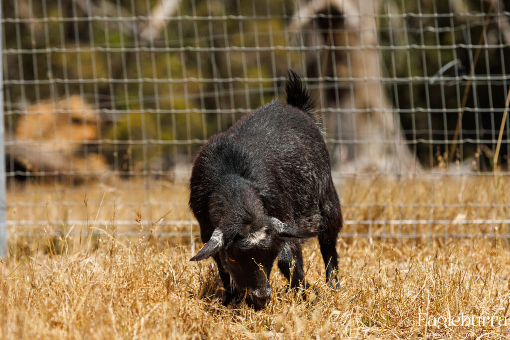 Pygmy Goat breeders in Western Australia